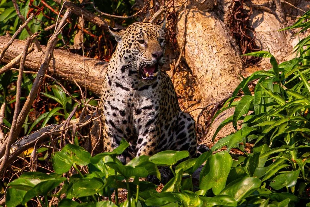 Conselho aprova campanha internacional para posicionar Pantanal como destino de safári