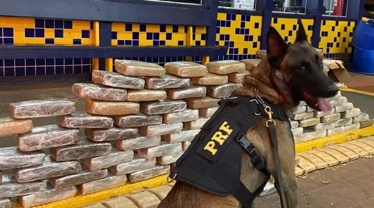 Cão farejador ajuda PRF a apreender 113 kg de skunk em caminhão na BR-364 em Rondonópolis